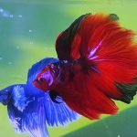Ikan Hias